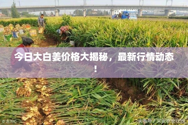 今日大白姜價格大揭秘，最新行情動態！