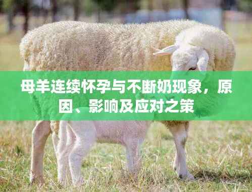 母羊連續懷孕與不斷奶現象，原因、影響及應對之策